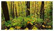 foret